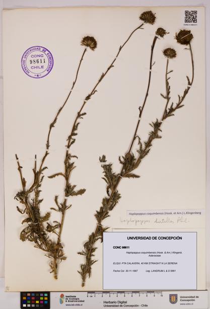 Haplopappus coquimbensis [Espécimen: UDEC:CONC:0098611]
