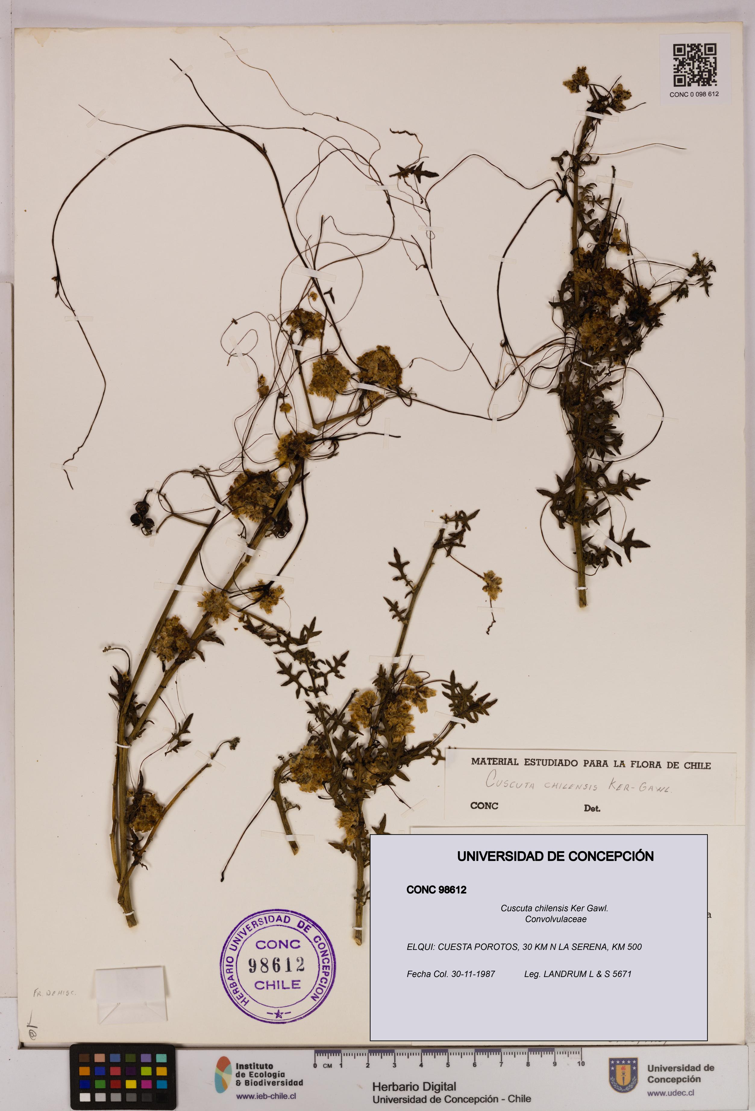 Cuscuta chilensis [Espécimen: UDEC:CONC:0098612]