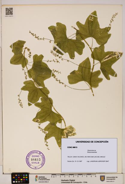Dioscorea sp. [Espécimen: ]
