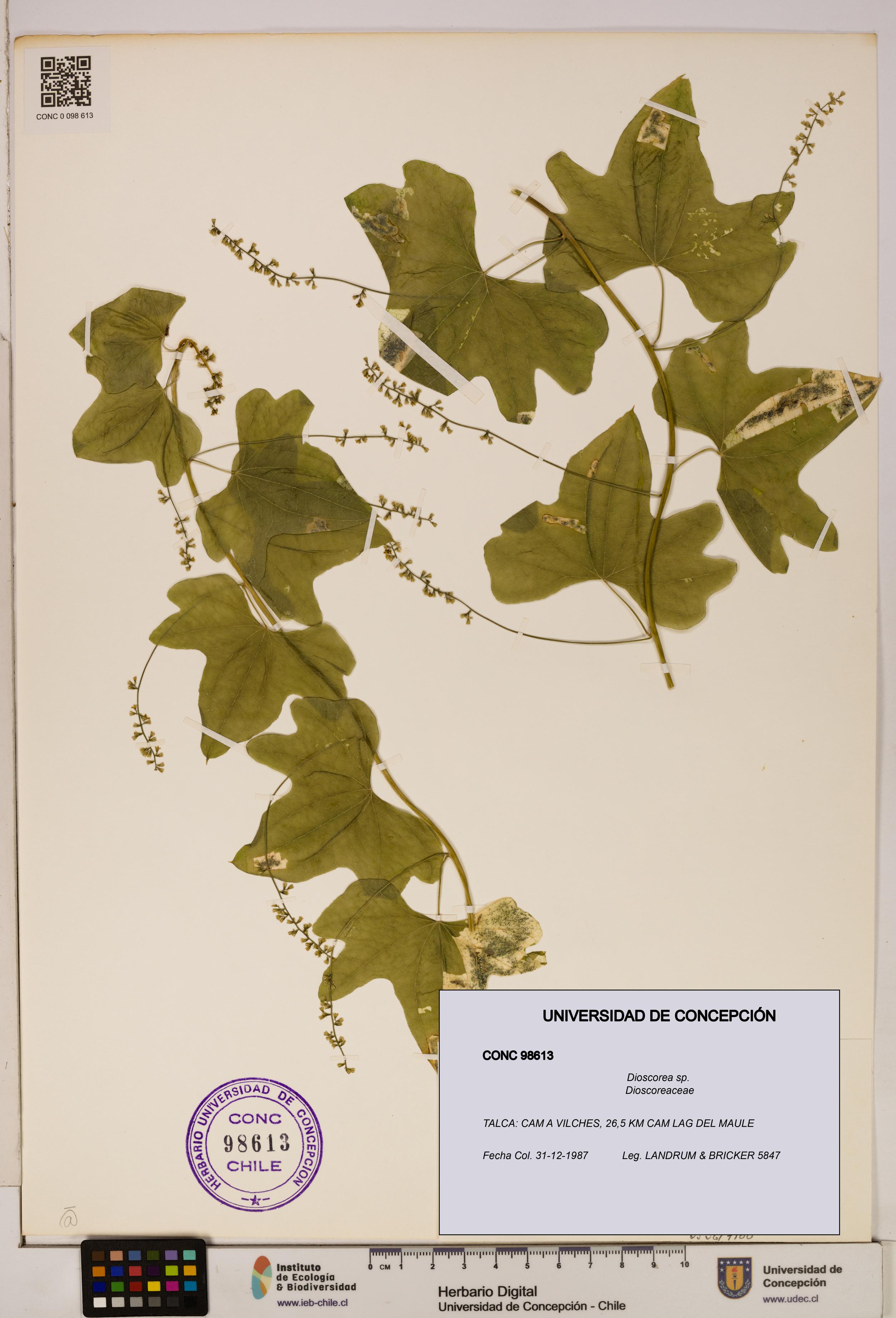 Dioscorea sp. [Espécimen: ]
