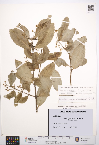 Laurelia sempervirens [Espécimen: UDEC:CONC:0098649]