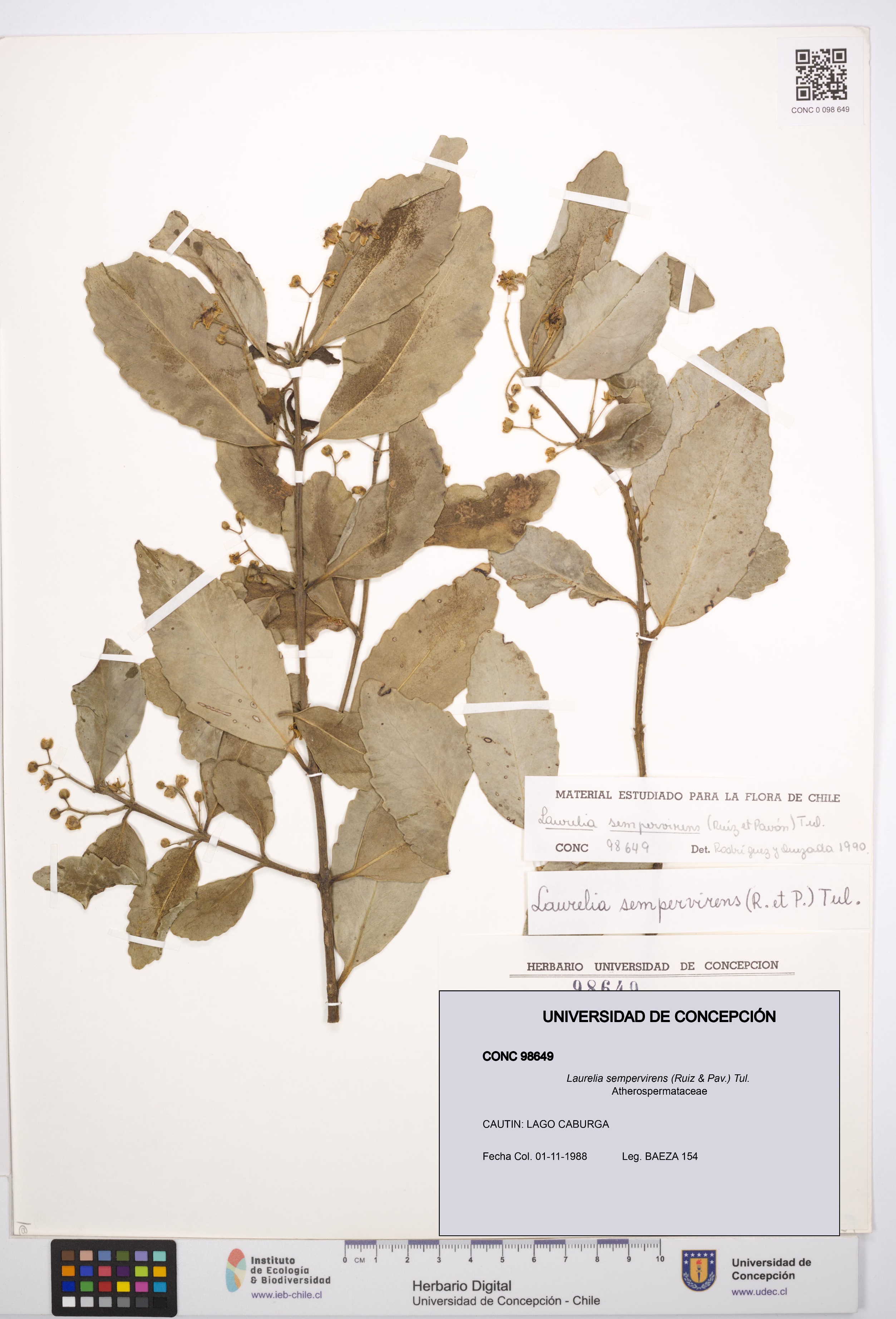 Laurelia sempervirens [Espécimen: UDEC:CONC:0098649]