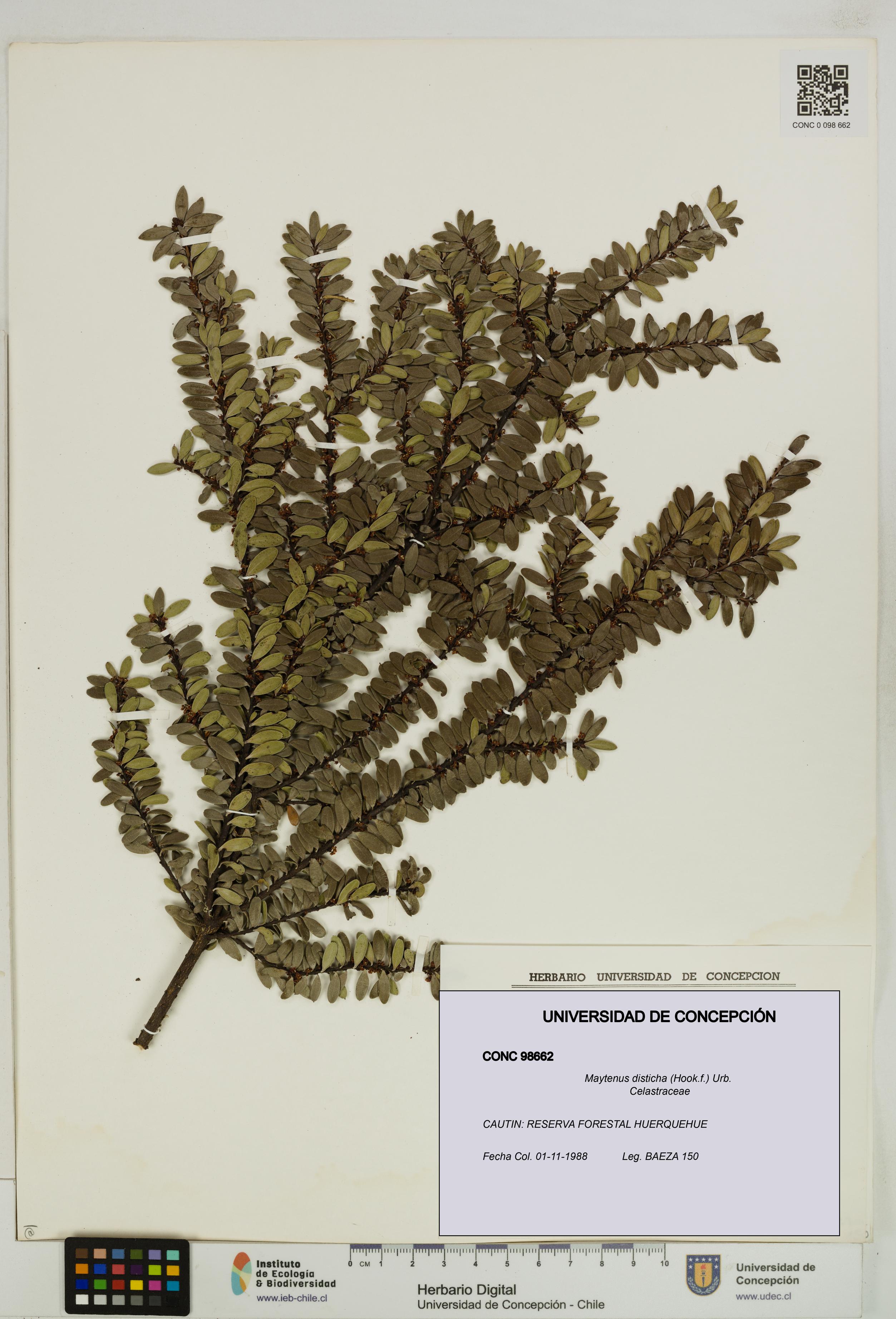 Maytenus disticha [Espécimen: UDEC:CONC:0098662]