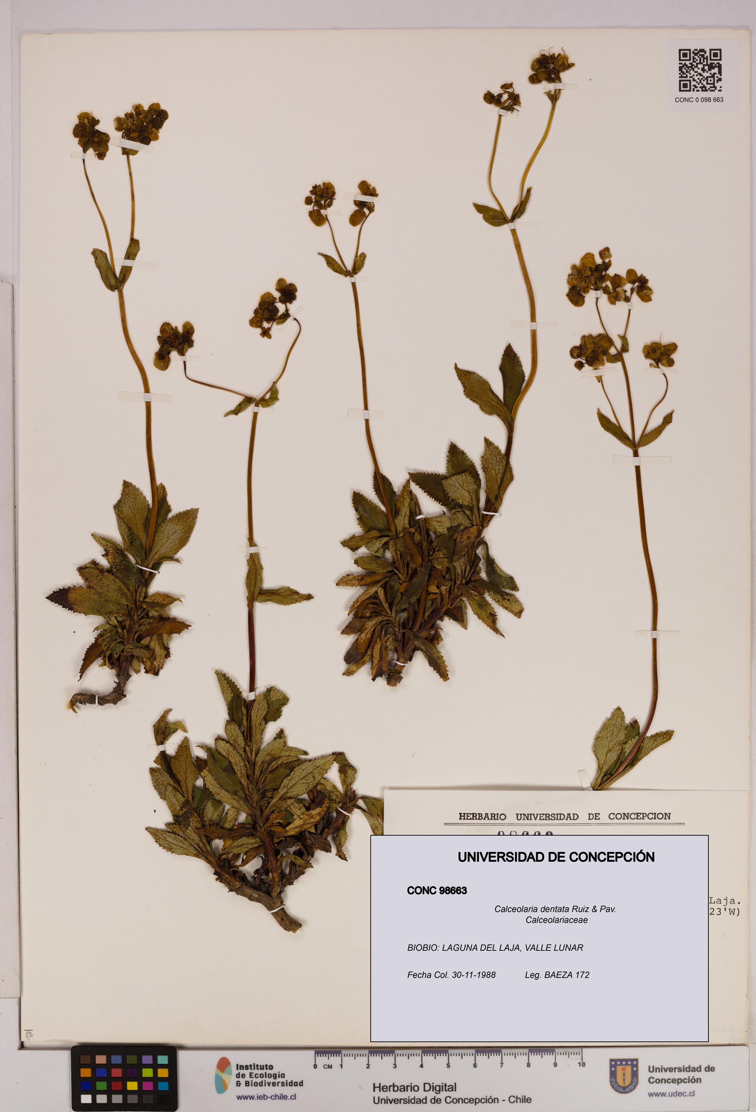 Calceolaria dentata [Espécimen: UDEC:CONC:0098663]