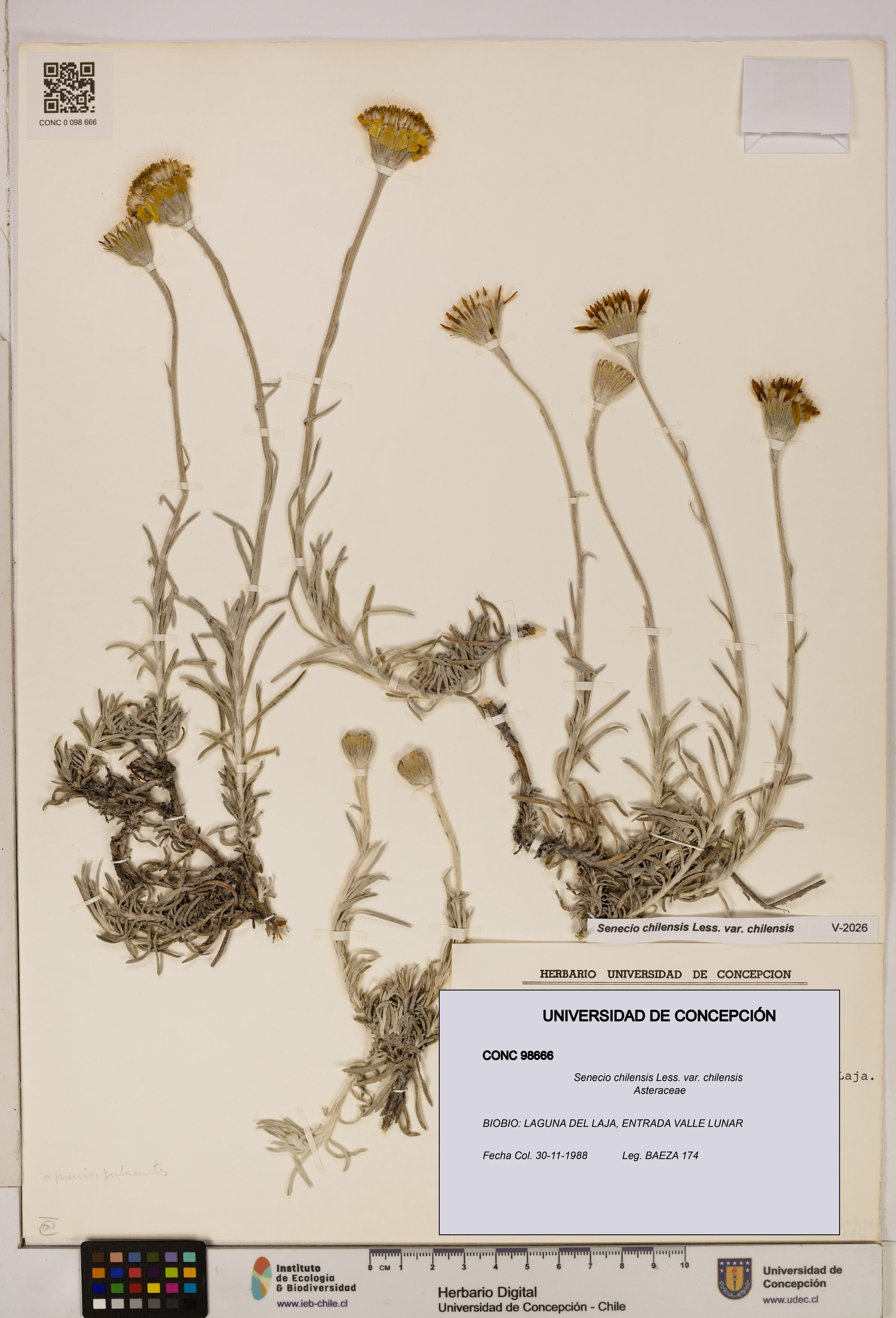 Senecio chilensis var. chilensis [Espécimen: UDEC:CONC:0098666]