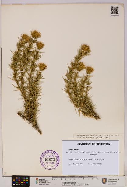 Chuquiraga ulicina [Espécimen: UDEC:CONC:0098672]