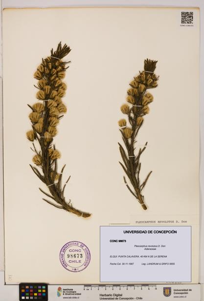 Pleocarphus revolutus [Espécimen: UDEC:CONC:0098673]