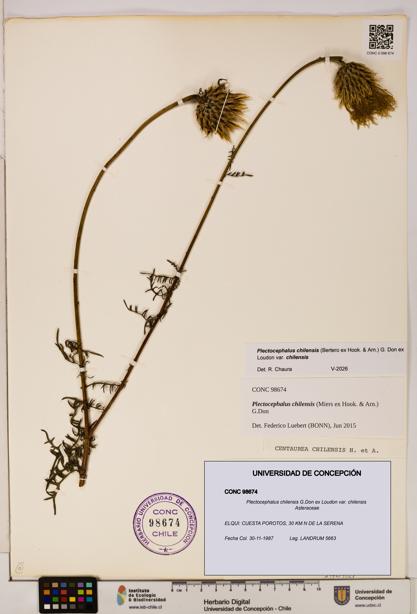 Plectocephalus chilensis [Espécimen: ]