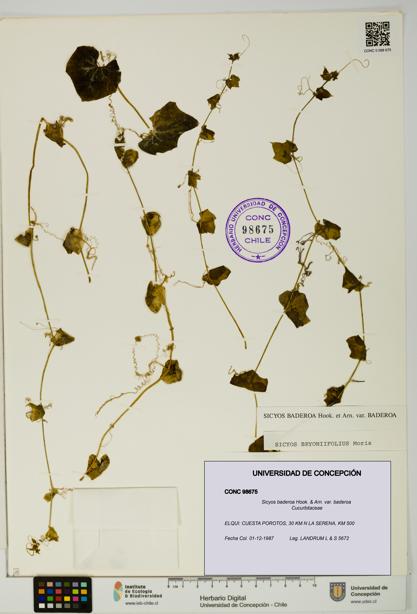 Sicyos baderoa var. baderoa [Espécimen: UDEC:CONC:0098675]