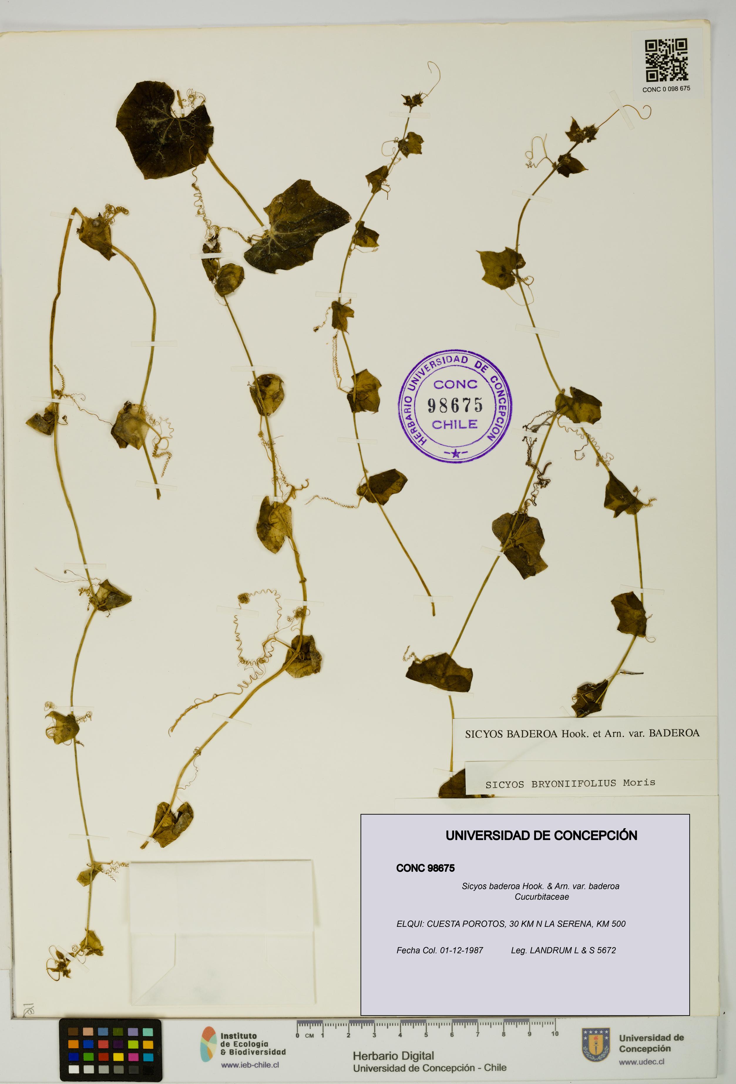 Sicyos baderoa var. baderoa [Espécimen: UDEC:CONC:0098675]