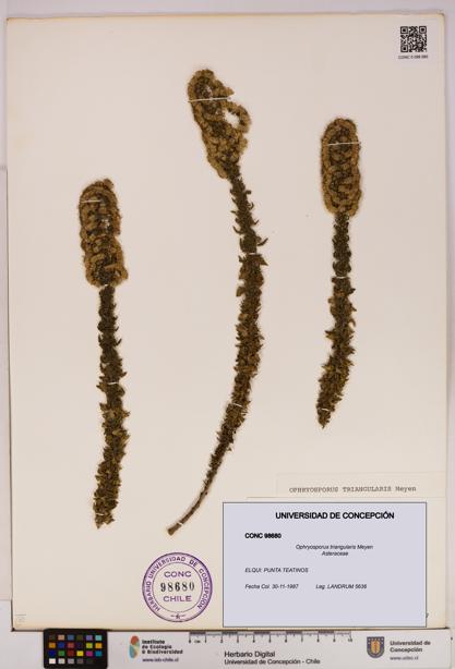 Ophryosporus triangularis [Espécimen: UDEC:CONC:0098680]