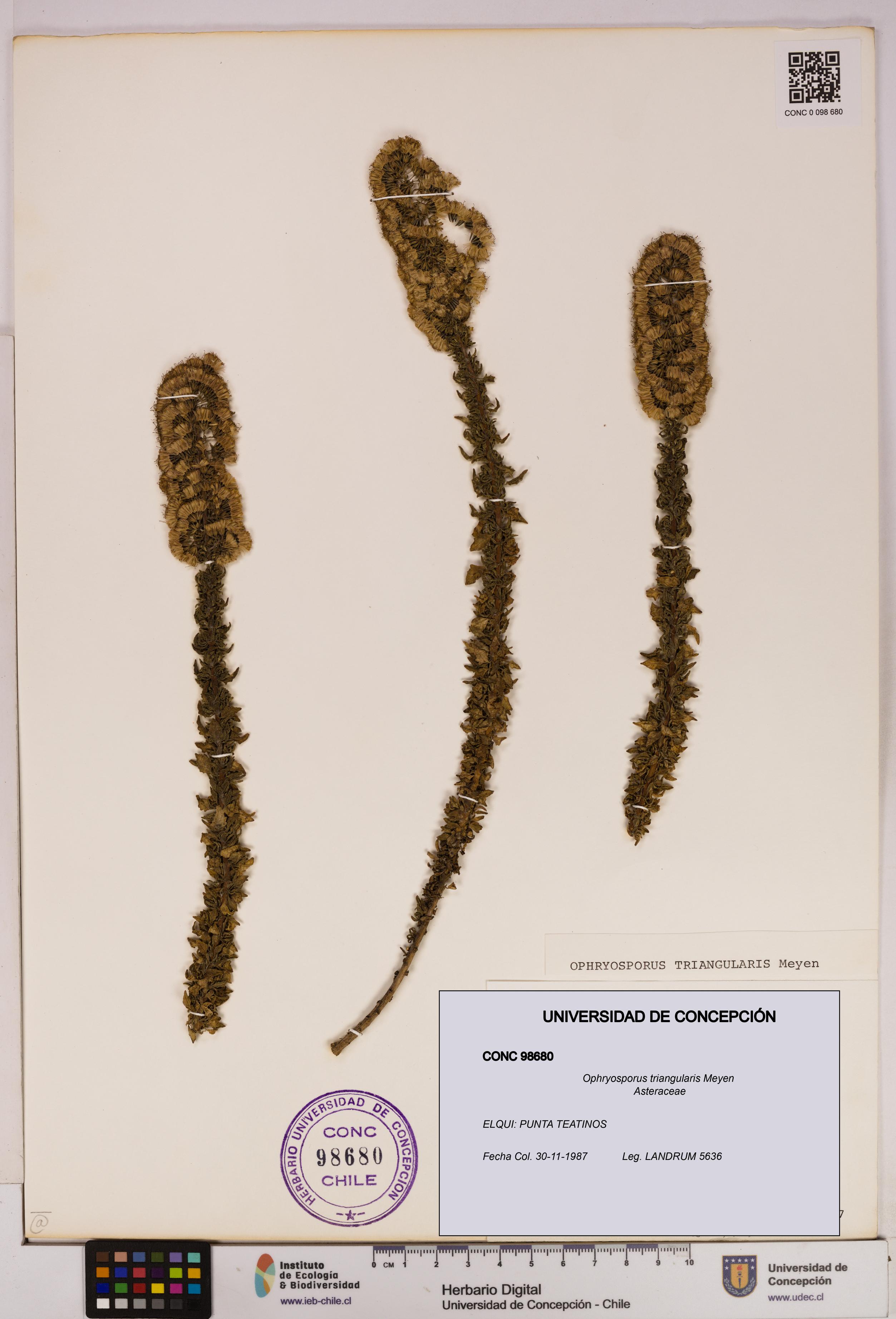 Ophryosporus triangularis [Espécimen: UDEC:CONC:0098680]