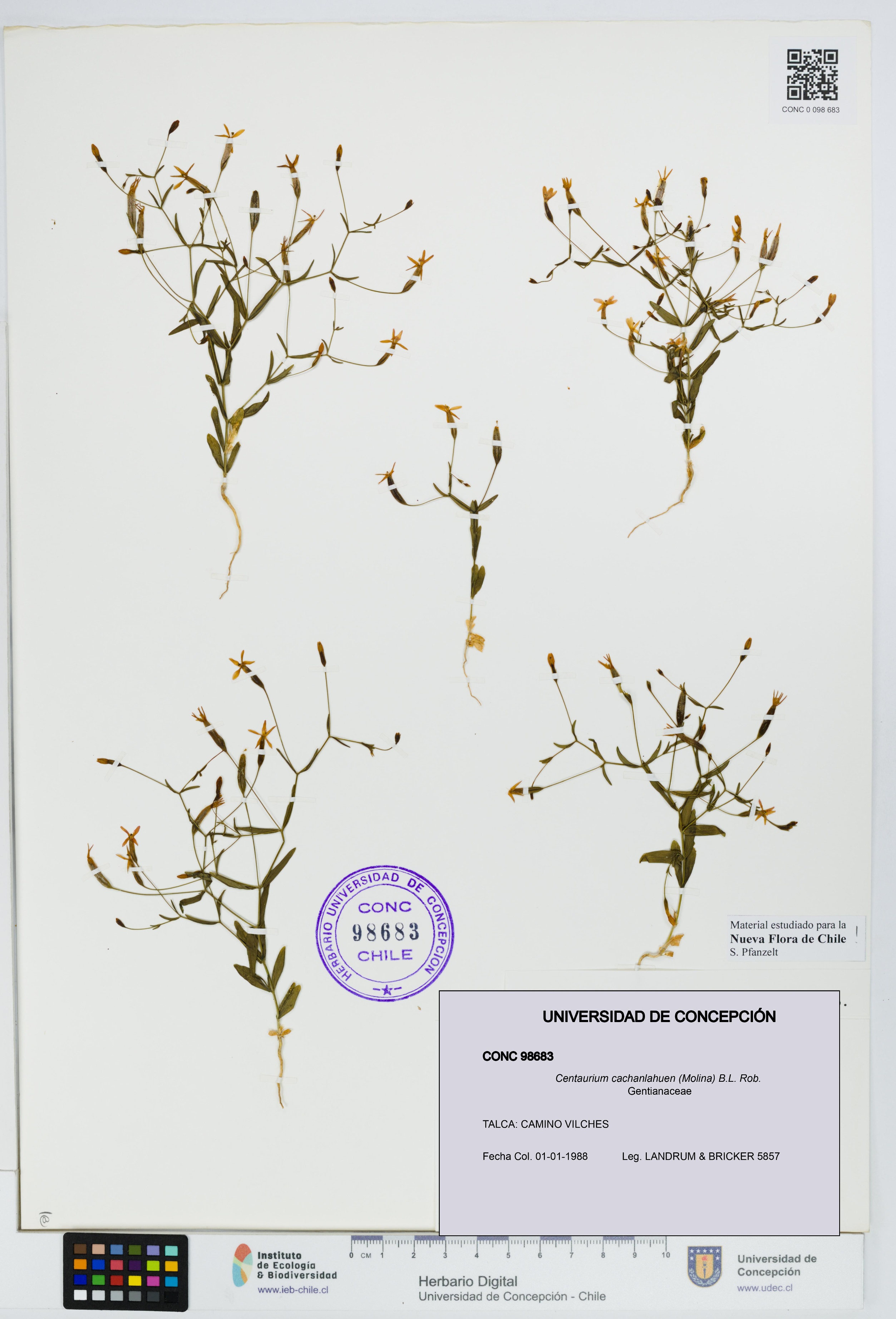 Centaurium cachanlahuen [Espécimen: UDEC:CONC:0098683]