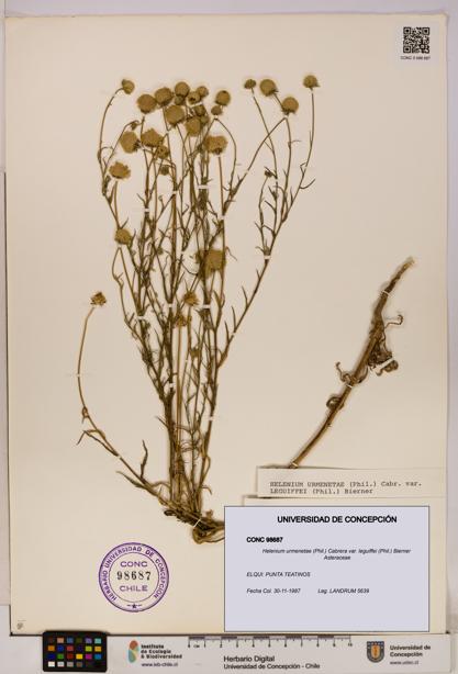 Helenium urmenetae var. leguiffei [Espécimen: UDEC:CONC:0098687]