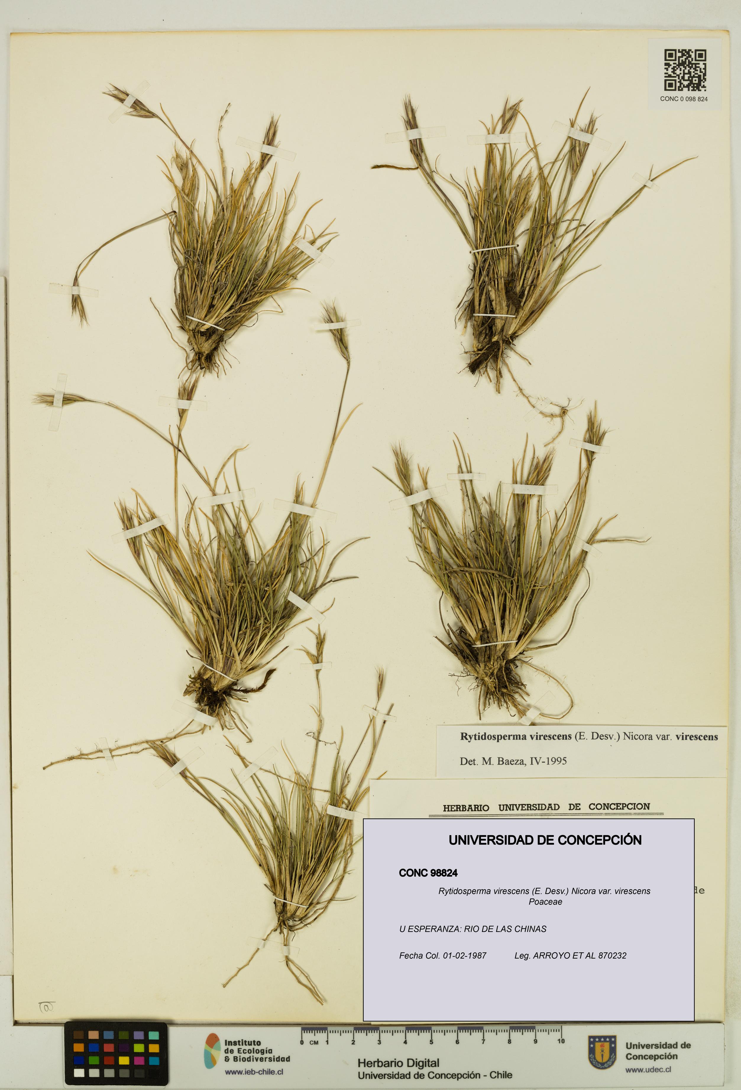 Rytidosperma virescens var. virescens [Espécimen: UDEC:CONC:0098824]