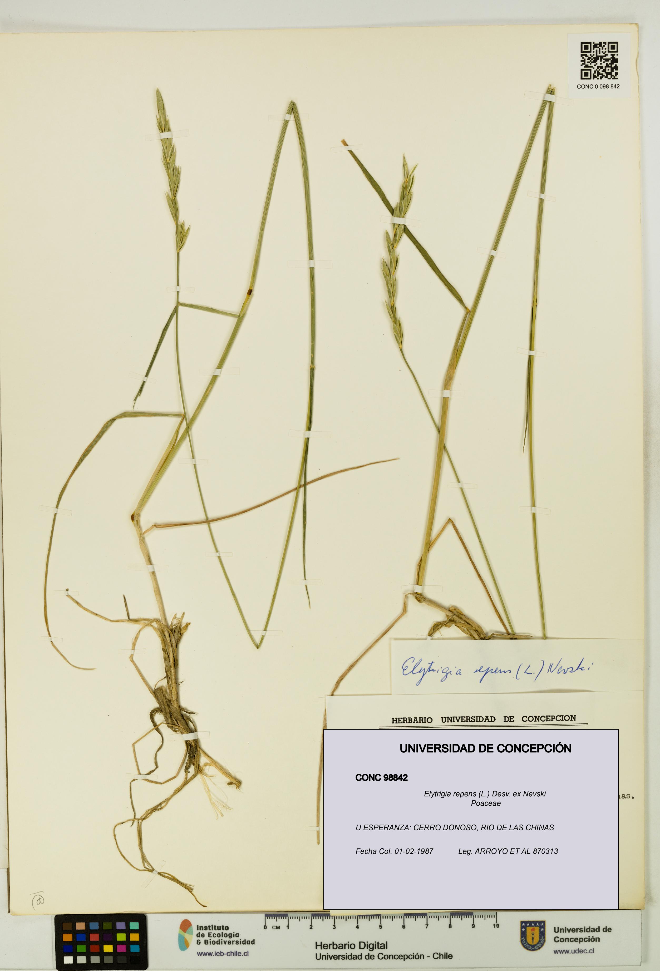 Elytrigia repens [Espécimen: UDEC:CONC:0098842]