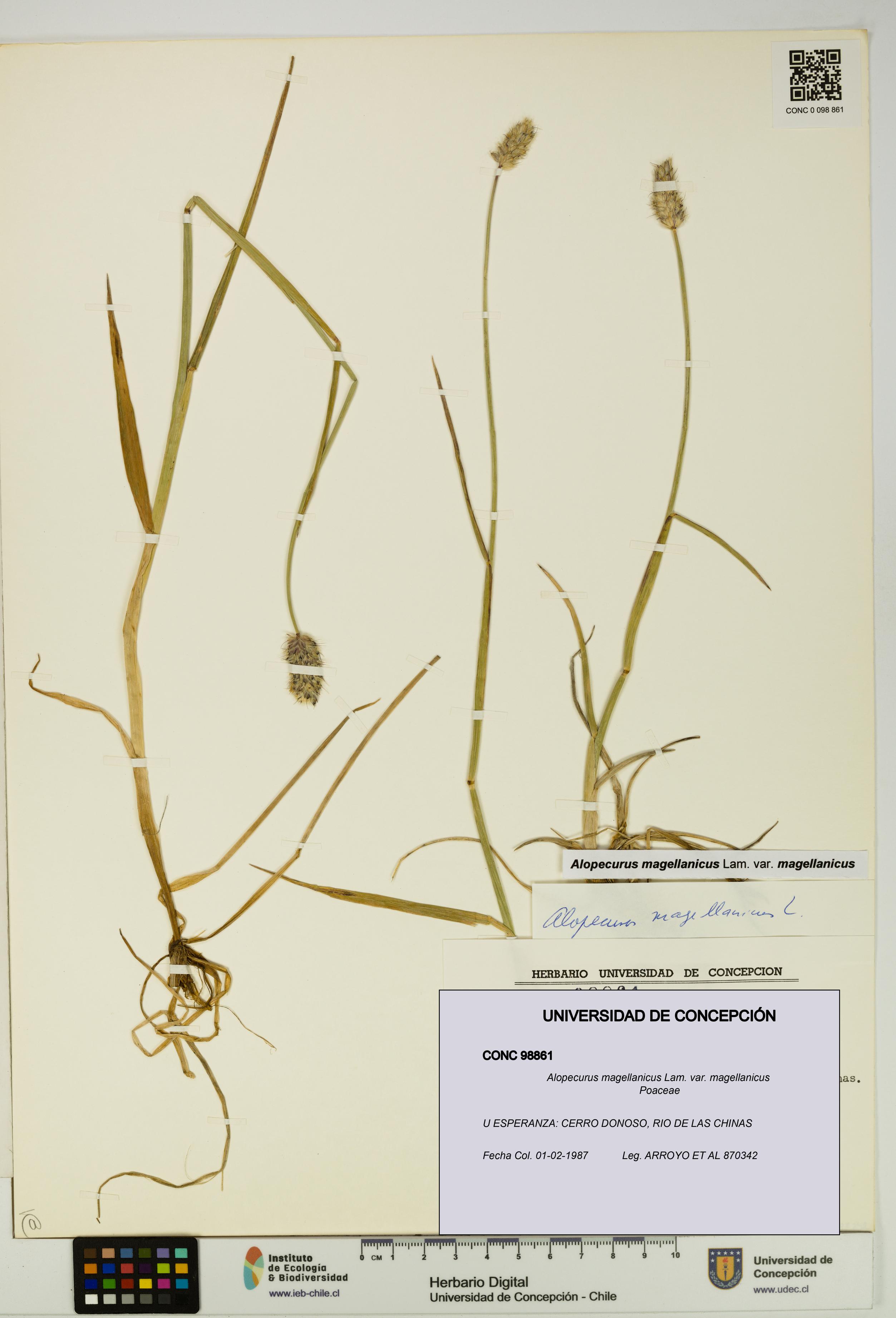 Alopecurus magellanicus var. magellanicus [Espécimen: UDEC:CONC:0098861]