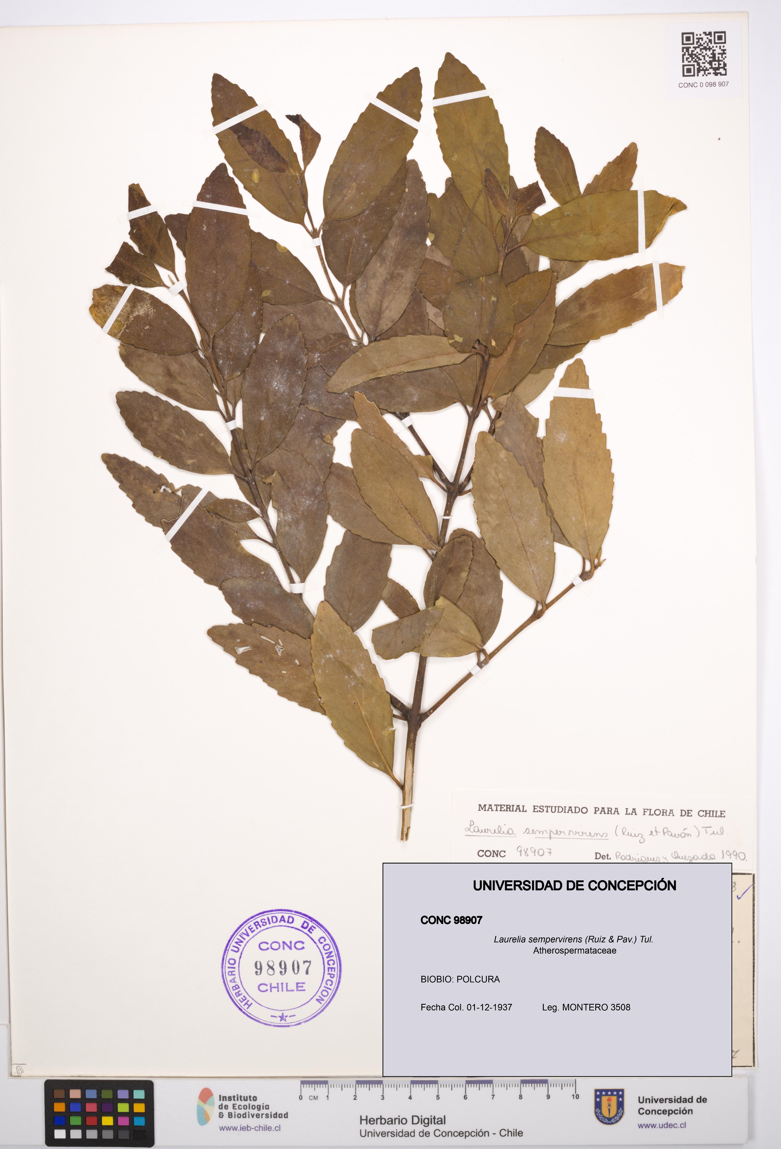 Laurelia sempervirens [Espécimen: UDEC:CONC:0098907]