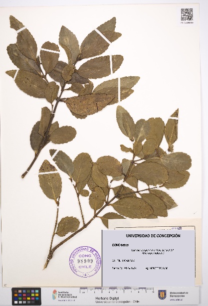 Laurelia sempervirens [Espécimen: UDEC:CONC:0098909]