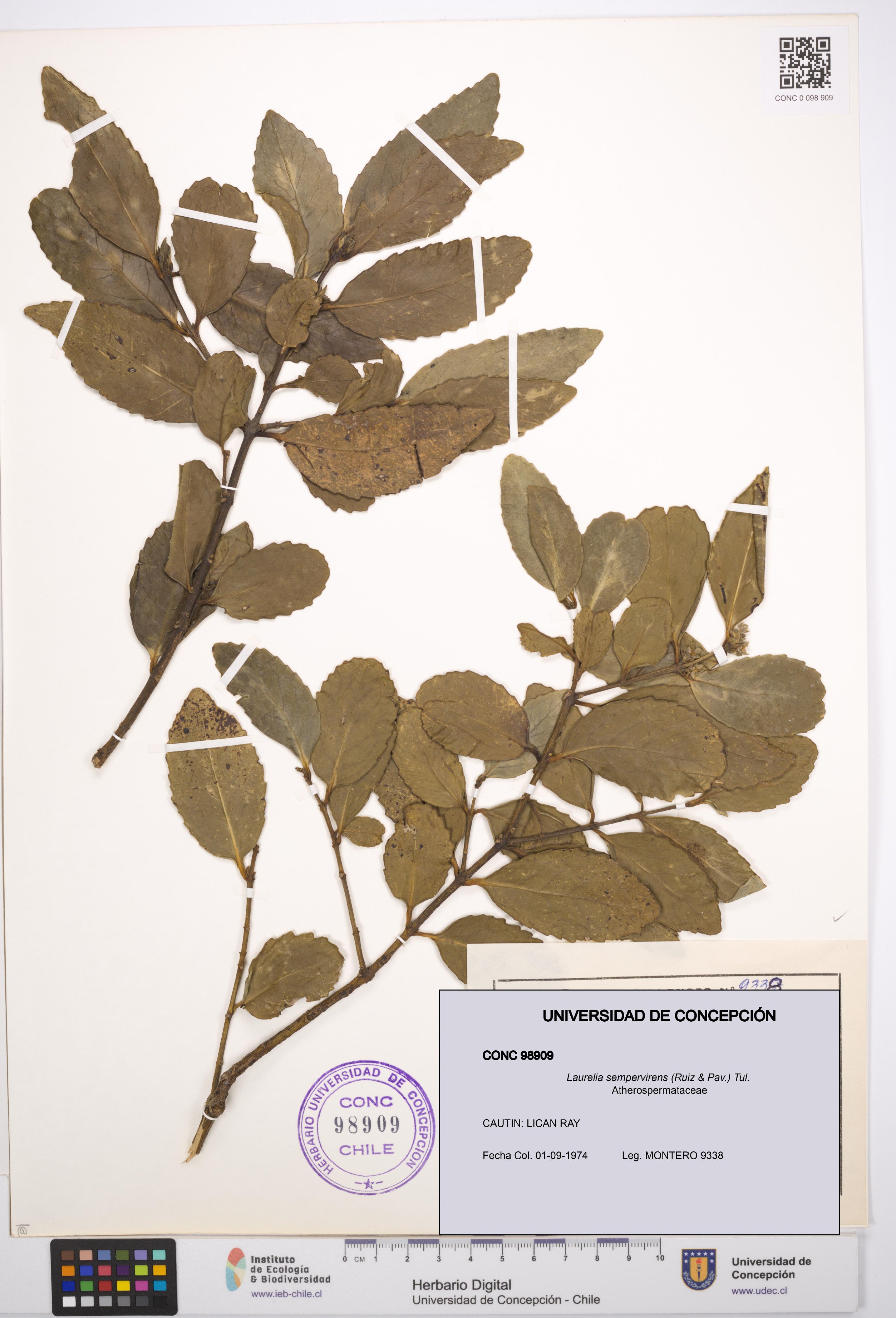 Laurelia sempervirens [Espécimen: UDEC:CONC:0098909]