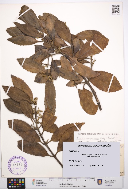 Laurelia sempervirens [Espécimen: UDEC:CONC:0098910]