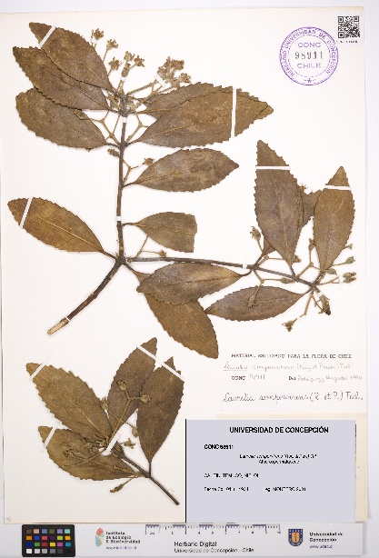 Laurelia sempervirens [Espécimen: UDEC:CONC:0098911]