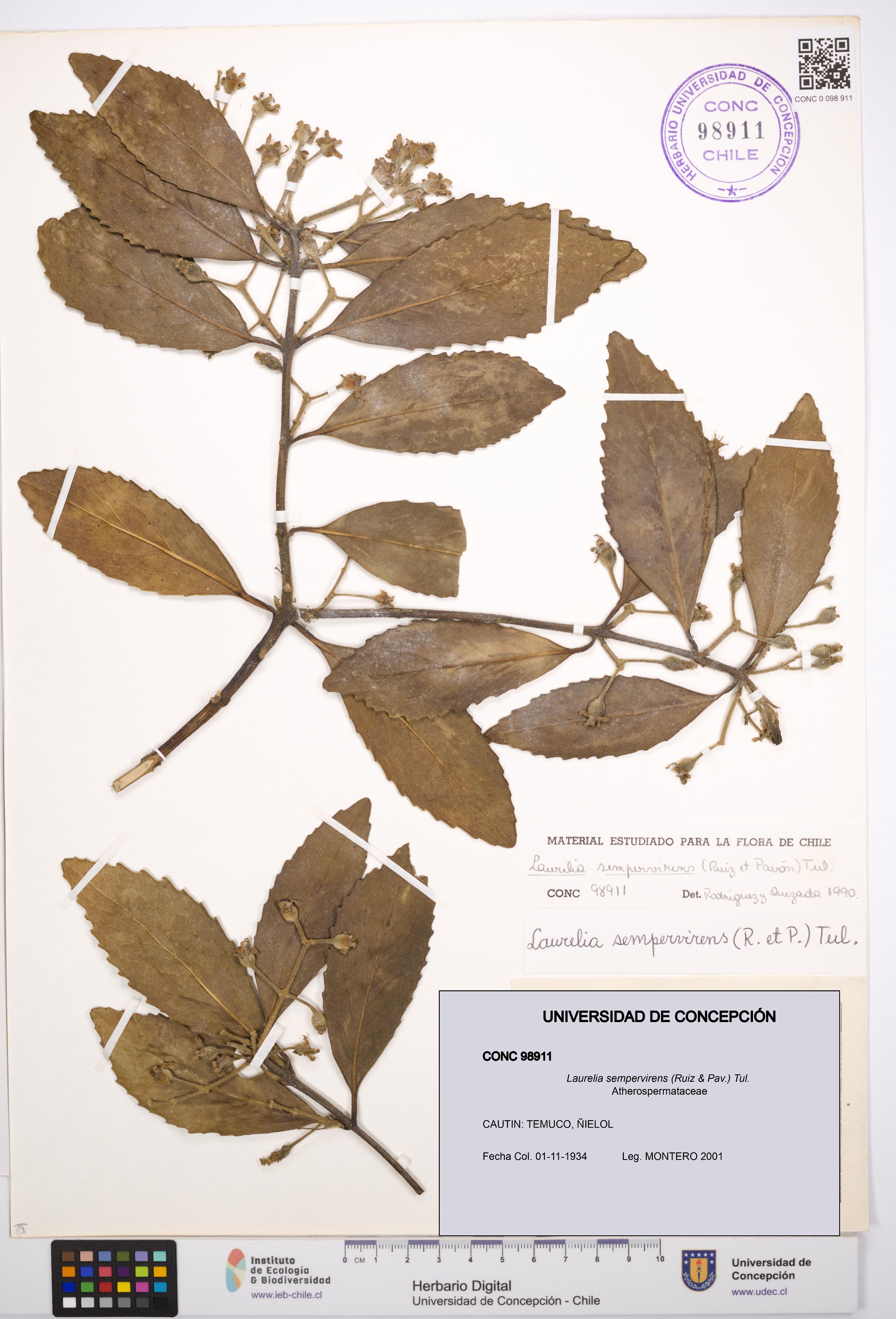 Laurelia sempervirens [Espécimen: UDEC:CONC:0098911]