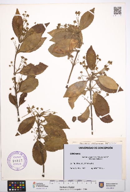 Laurelia sempervirens [Espécimen: UDEC:CONC:0098912]