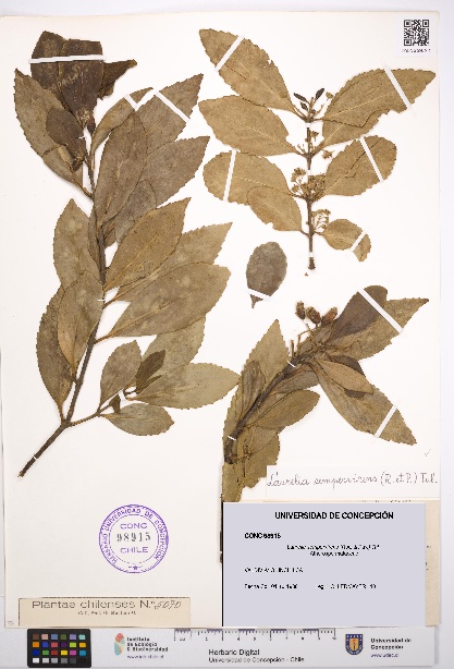 Laurelia sempervirens [Espécimen: UDEC:CONC:0098915]