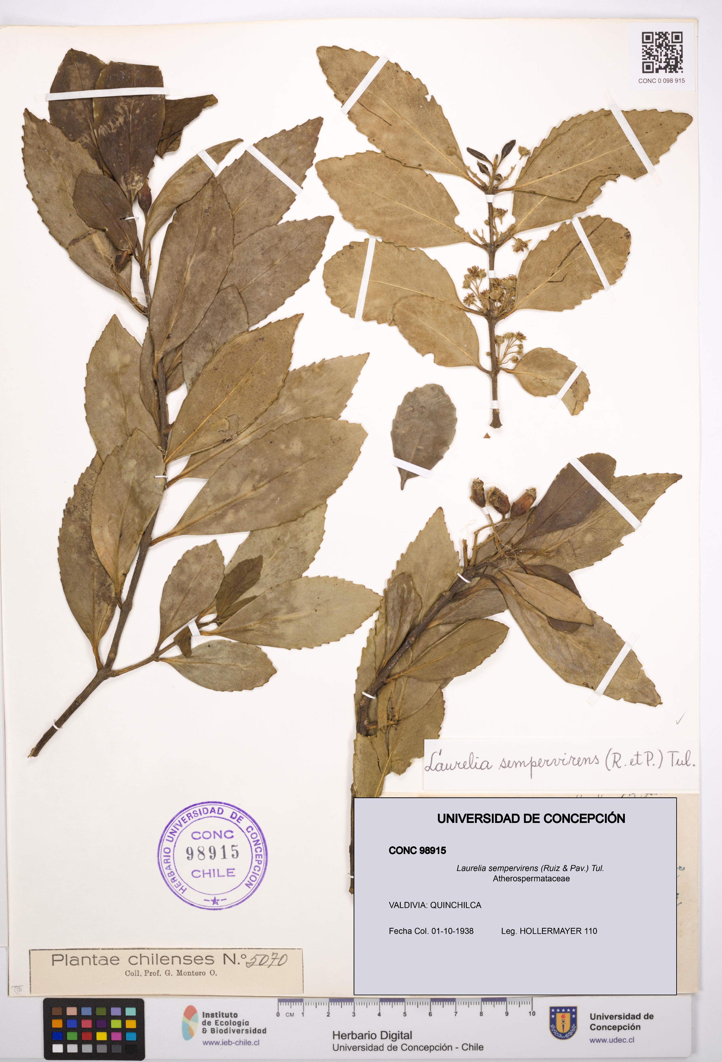 Laurelia sempervirens [Espécimen: UDEC:CONC:0098915]