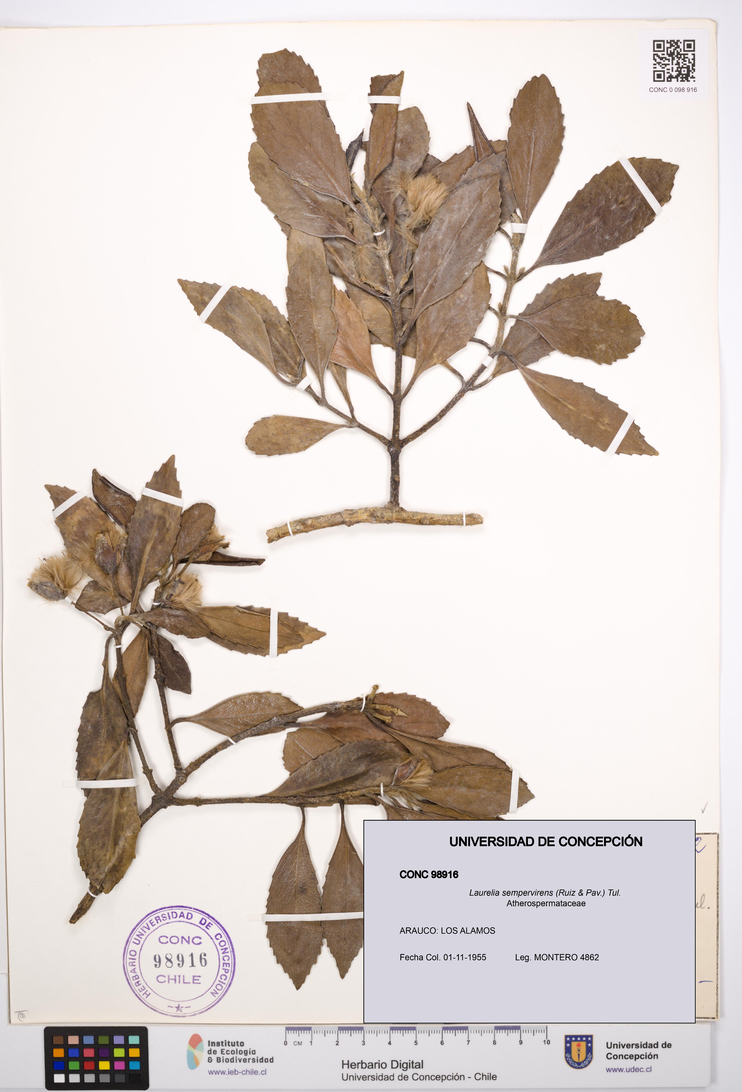 Laurelia sempervirens [Espécimen: UDEC:CONC:0098916]