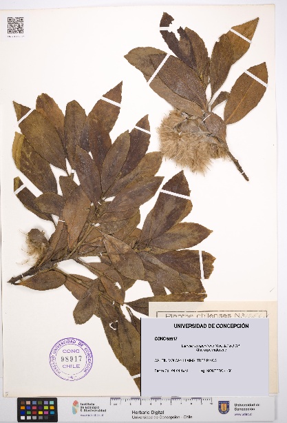 Laurelia sempervirens [Espécimen: UDEC:CONC:0098917]