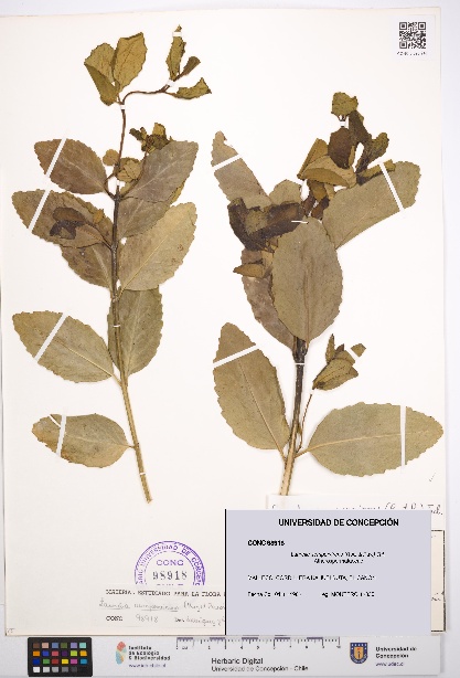 Laurelia sempervirens [Espécimen: UDEC:CONC:0098918]