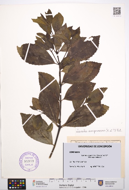 Laurelia sempervirens [Espécimen: UDEC:CONC:0098919]