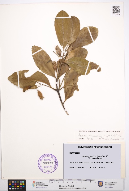 Laurelia sempervirens [Espécimen: UDEC:CONC:0098920]