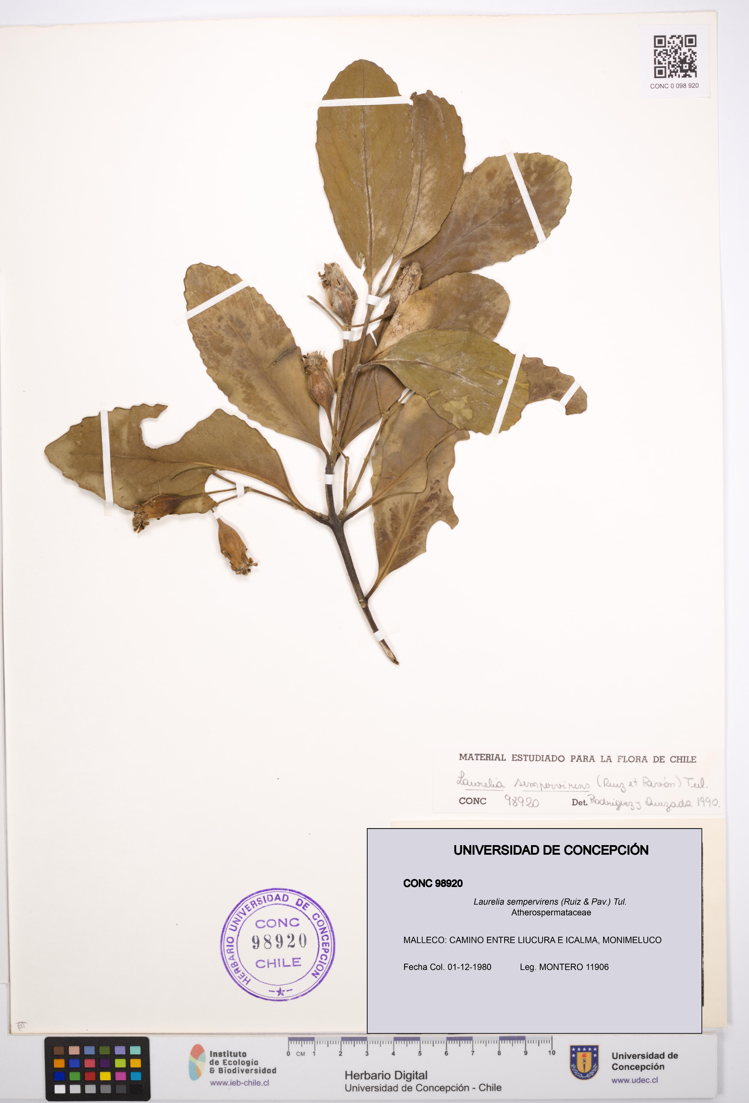 Laurelia sempervirens [Espécimen: UDEC:CONC:0098920]