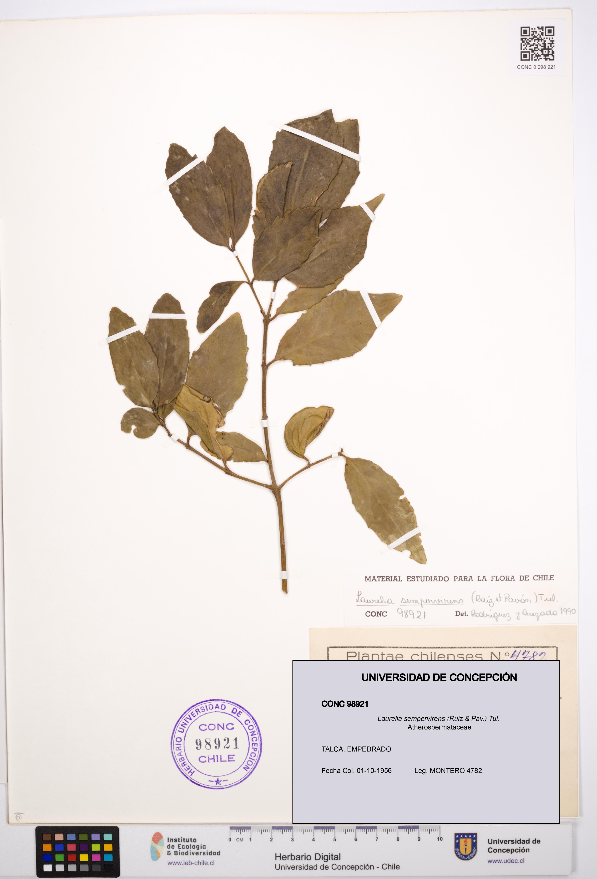 Laurelia sempervirens [Espécimen: UDEC:CONC:0098921]