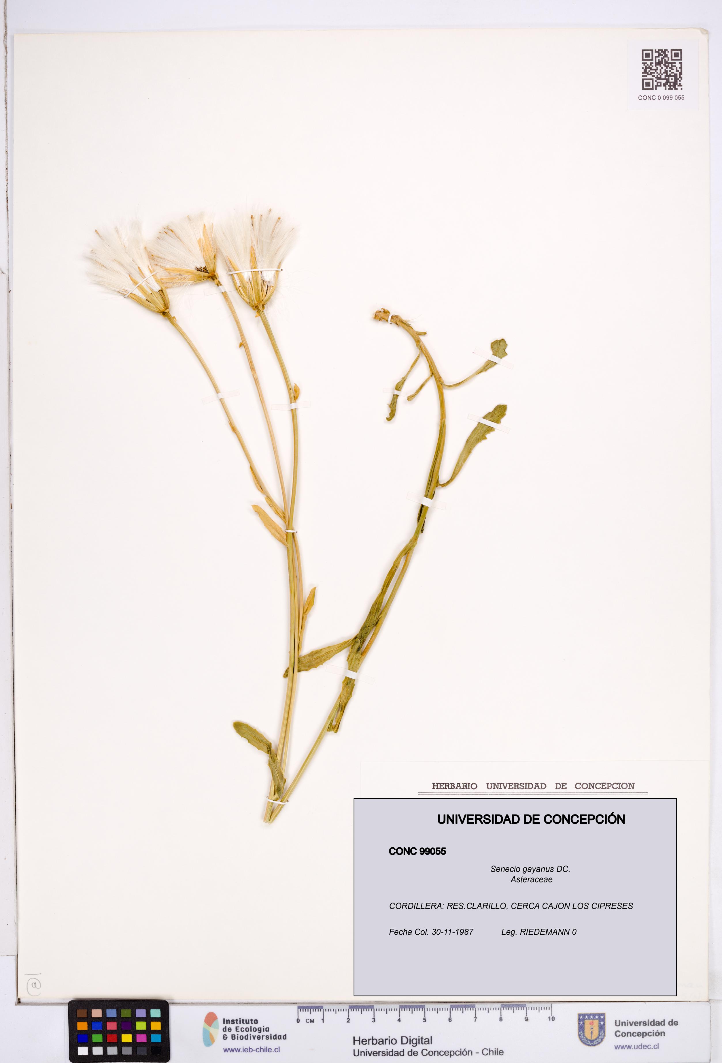 Senecio gayanus [Espécimen: ]