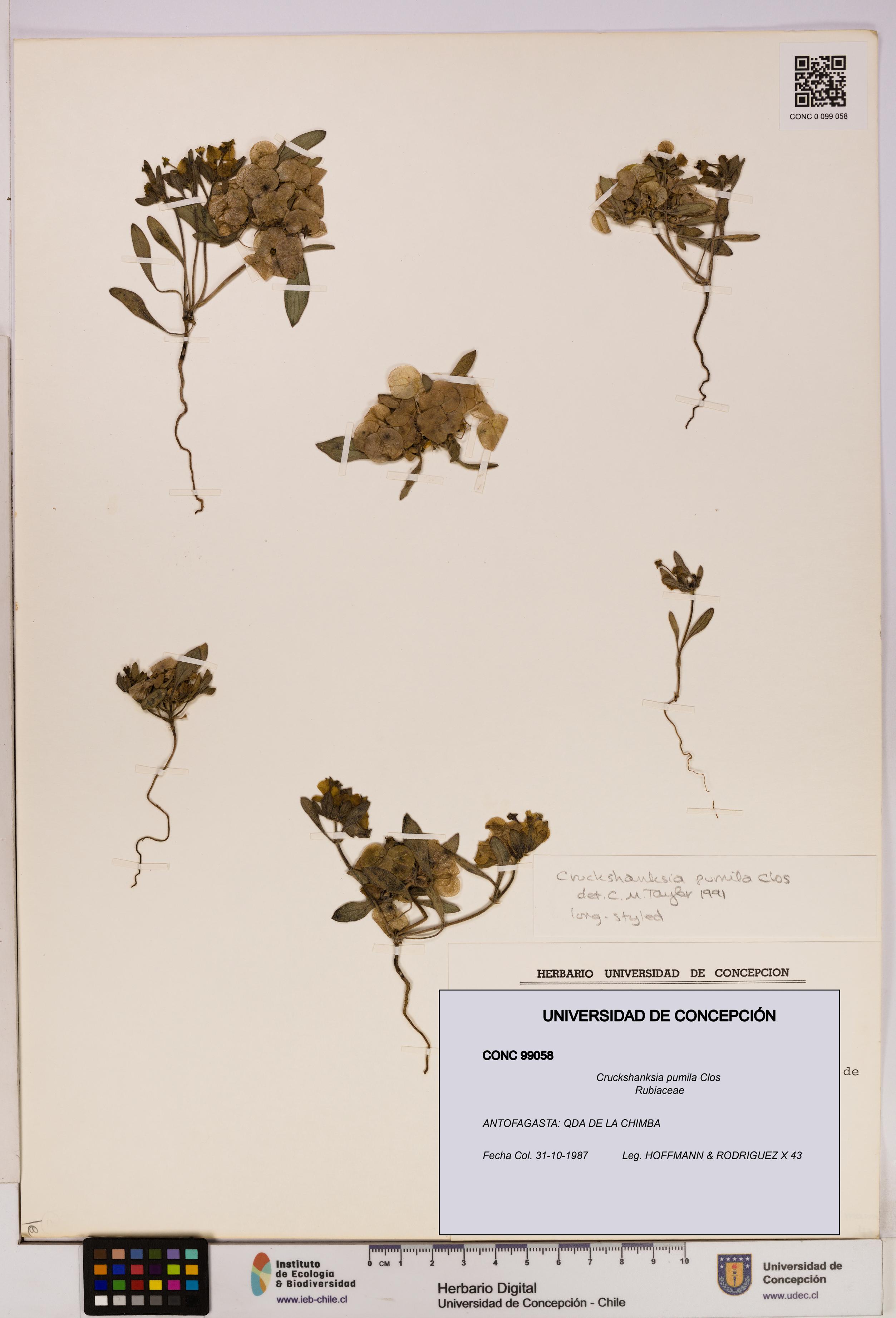 Cruckshanksia pumila [Espécimen: UDEC:CONC:0099058]