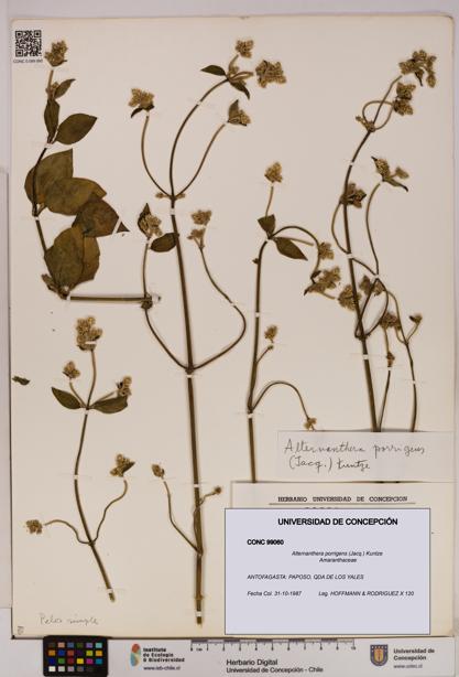 Alternanthera porrigens [Espécimen: UDEC:CONC:0099060]
