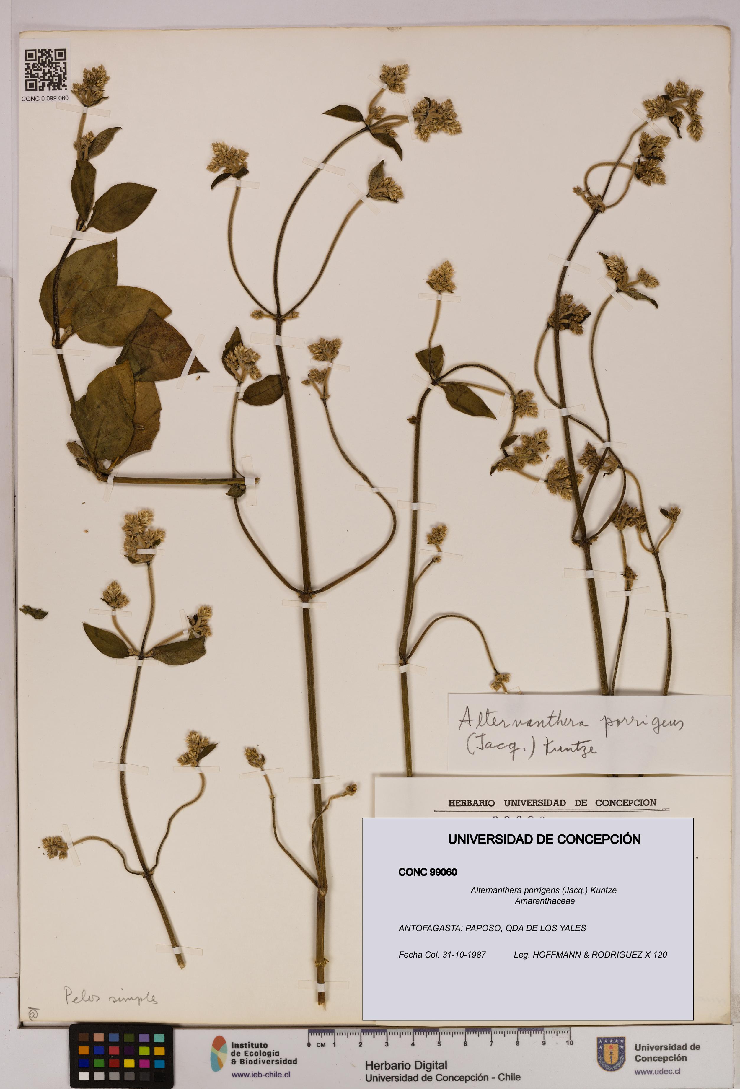 Alternanthera porrigens [Espécimen: UDEC:CONC:0099060]
