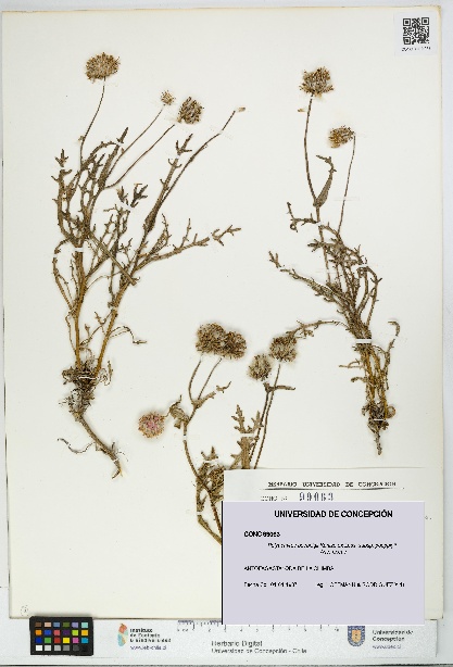 Polyachyrus poeppigii [Espécimen: UDEC:CONC:0099063]