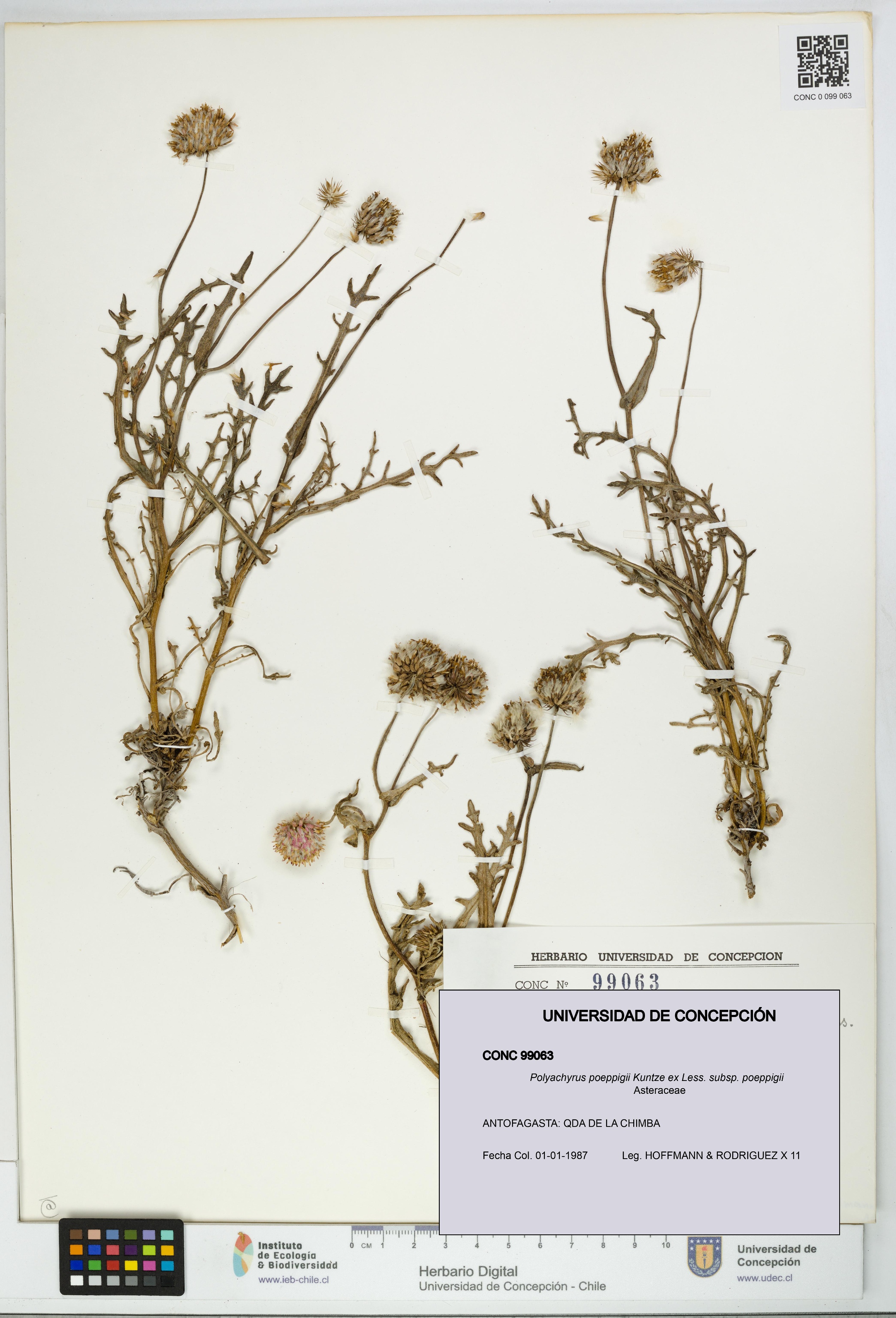 Polyachyrus poeppigii [Espécimen: UDEC:CONC:0099063]
