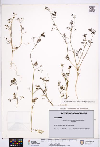 Cyclospermum laciniatum [Espécimen: ]