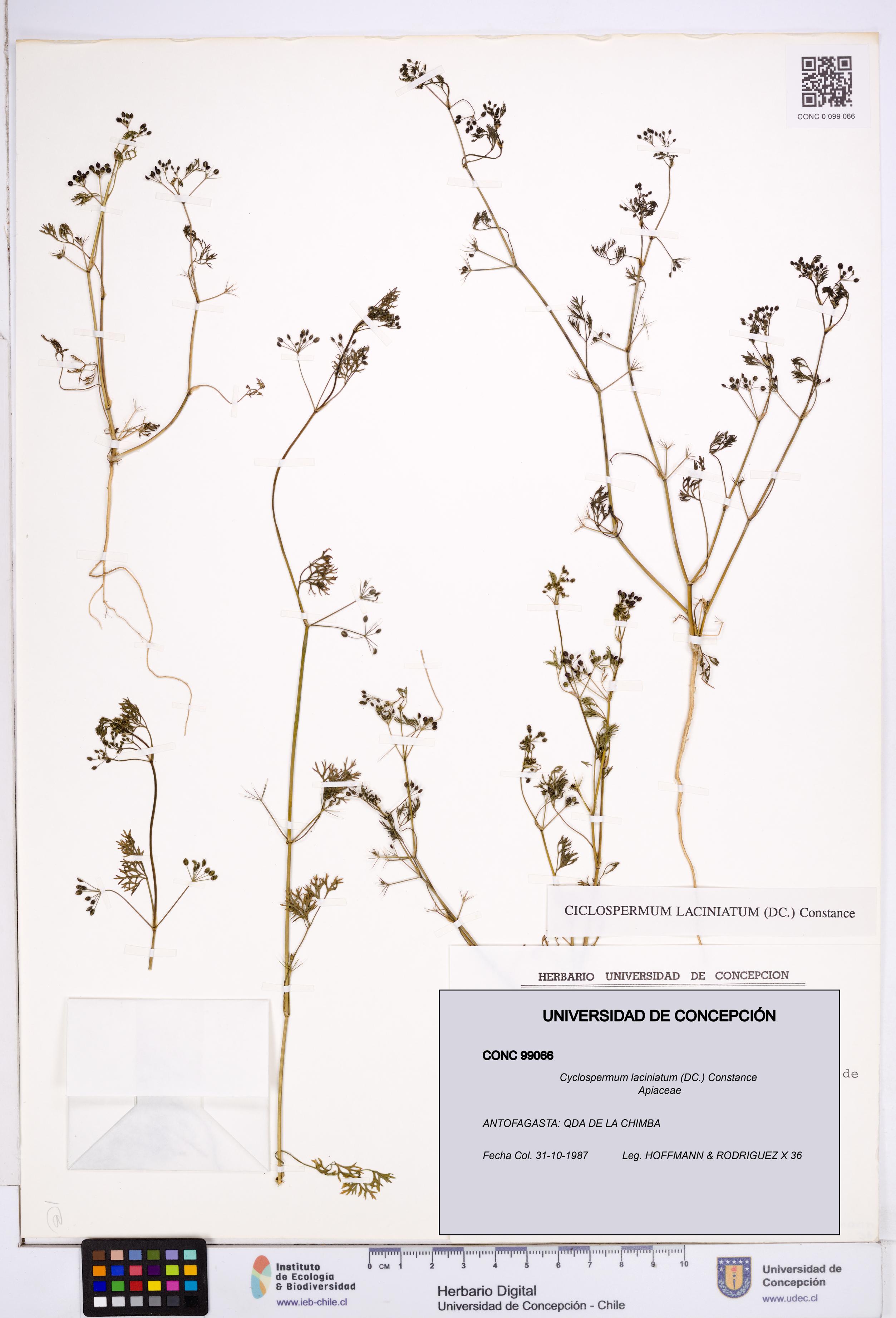 Cyclospermum laciniatum [Espécimen: ]