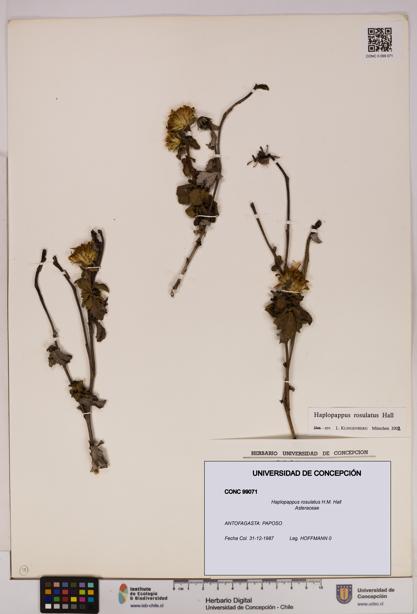Haplopappus rosulatus [Espécimen: UDEC:CONC:0099071]