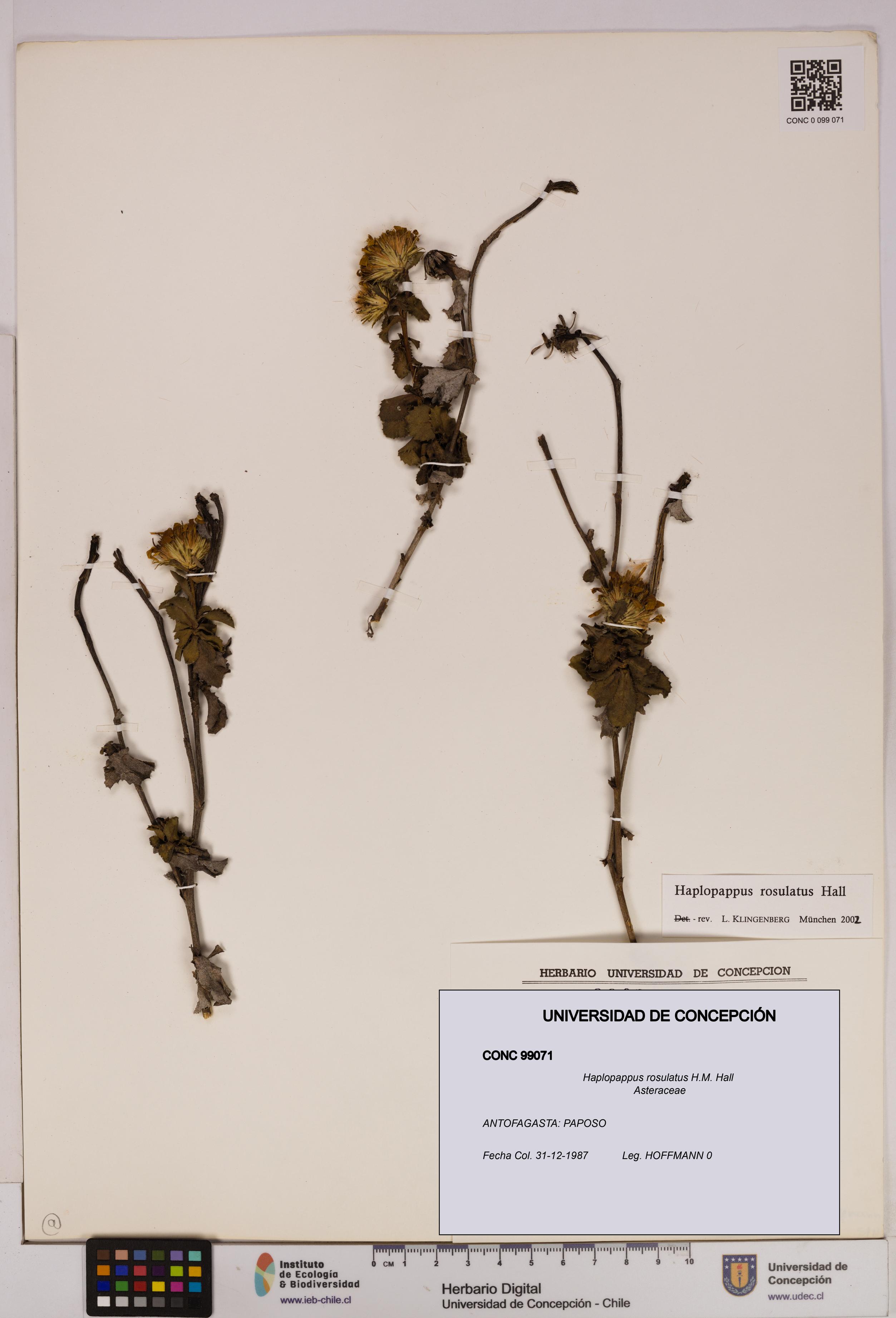 Haplopappus rosulatus [Espécimen: UDEC:CONC:0099071]
