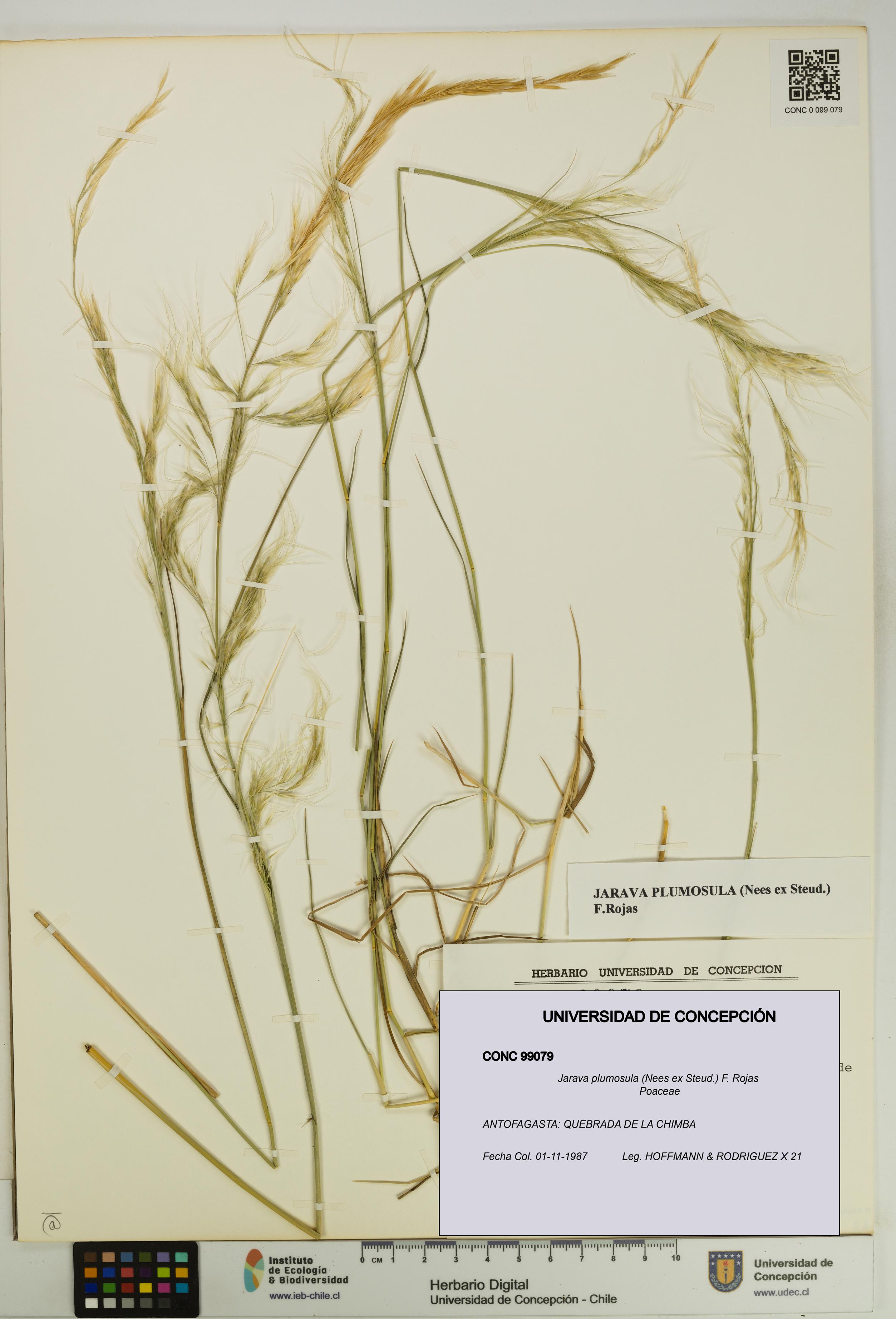 Jarava plumosula [Espécimen: UDEC:CONC:0099079]