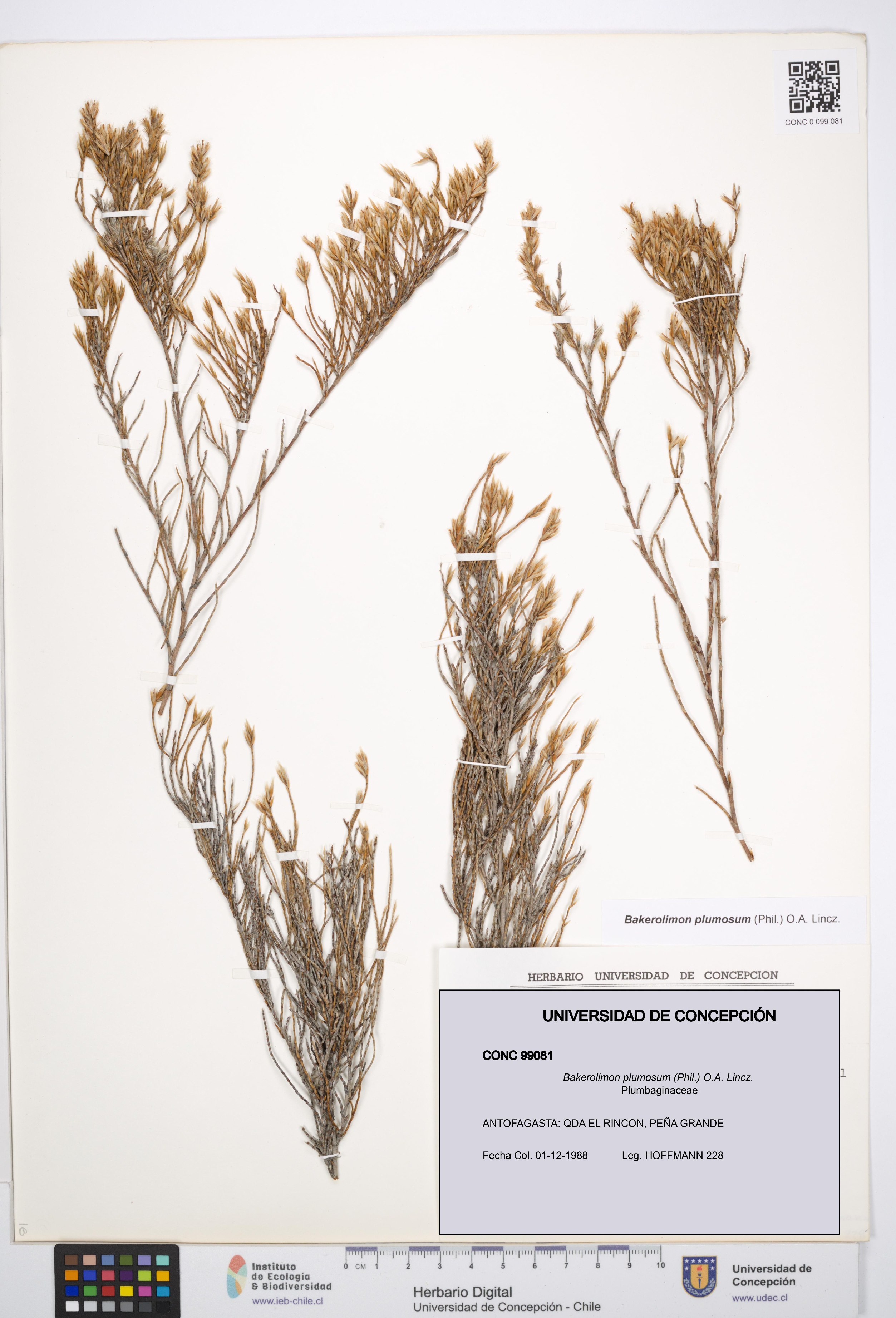 Bakerolimon plumosum [Espécimen: UDEC:CONC:0099081]