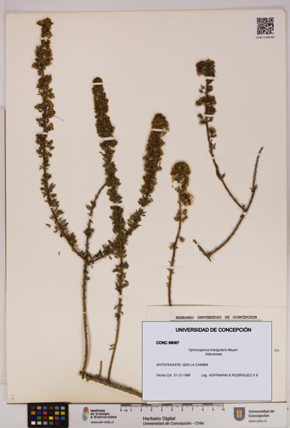 Ophryosporus triangularis [Espécimen: UDEC:CONC:0099087]